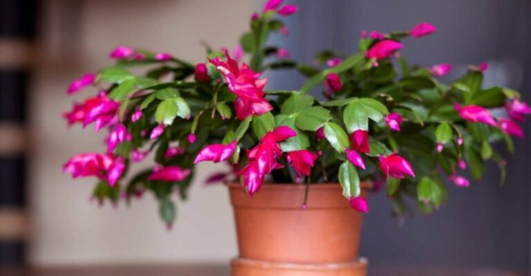 New York Gardeners Swear By This Secret Trick For Christmas Cactus Blooms Every Year