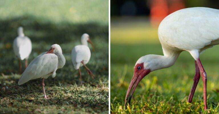 The Meaning Behind Seeing A White Ibis In Your Texas Yard