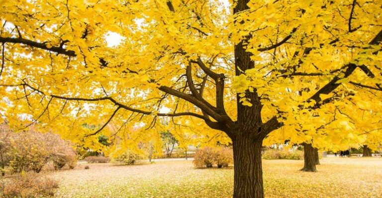 Ginkgo Trees In Georgia Often Drop Their Leaves Almost All At Once