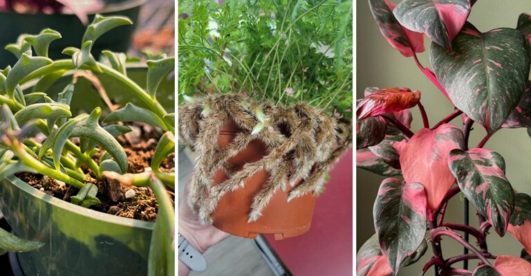 8 Instagram-Famous Houseplants With Unusual Charm