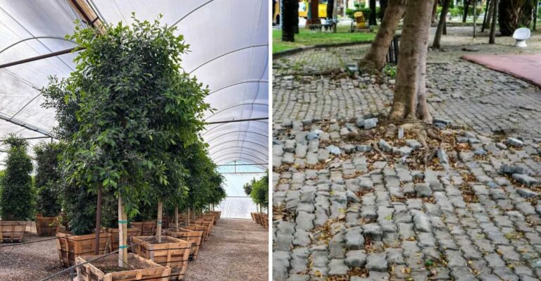 The California Tree Homeowners Regret Planting Too Close To The House