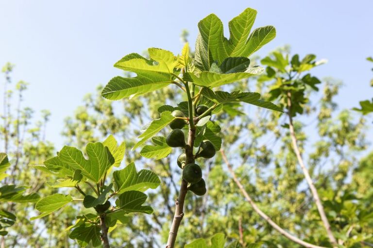 What To Do With Your Arizona Fig Tree Now That Harvest Is Over