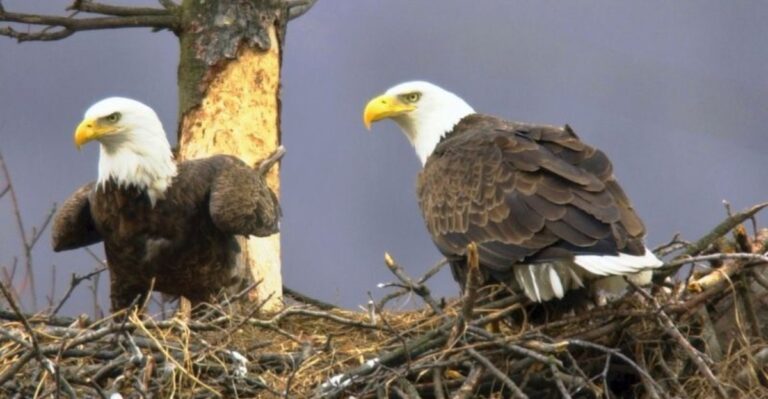 Why Bald Eagles In Georgia Start Preparing Their Nests In Fall