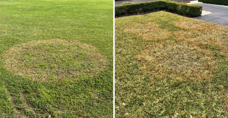 What It Really Means When Brown Rings Appear In Your Texas St. Augustine This Fall