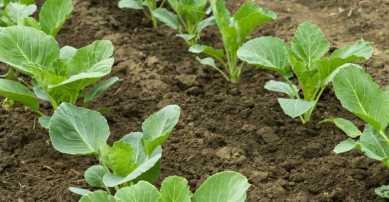 Why California Gardeners Treat October As A Prime Planting Month