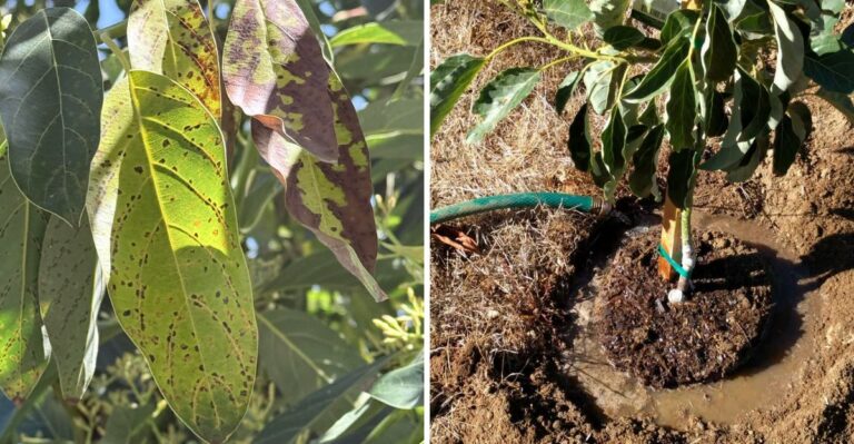 Why California Avocado Leaves Curl As Fall Nights Cool