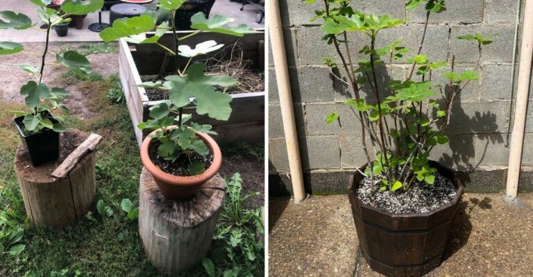 How To Grow Figs In Containers So They Make It Through North Carolina Winters