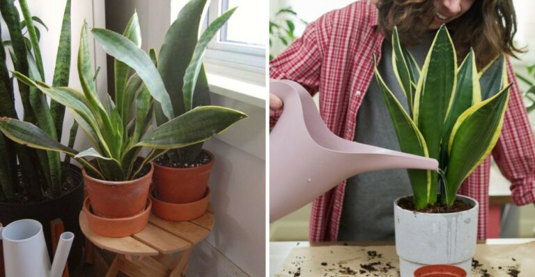 How Often To Water Your Pennsylvania Snake Plant During Fall And Winter