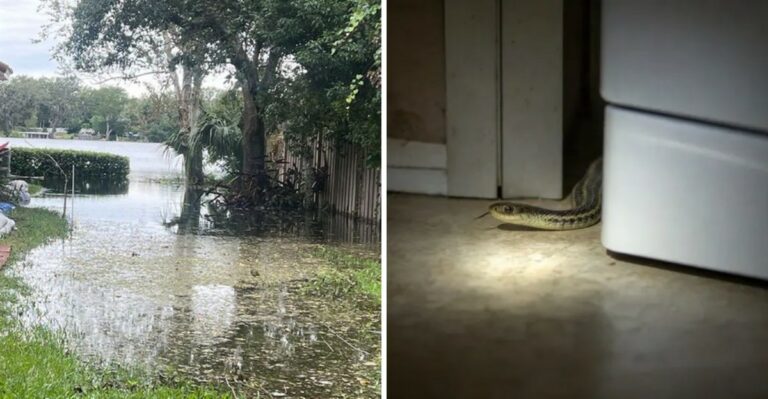 Why Florida Homeowners See More Snakes As October Rains Keep Coming