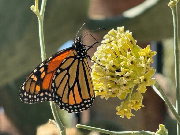 How To Turn Your Arizona Yard Into A Monarch Rest Stop During Fall Migration