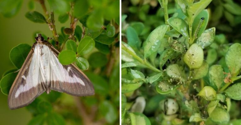 This Invasive Moth Is Spreading To More Pennsylvania Boxwoods Than Ever