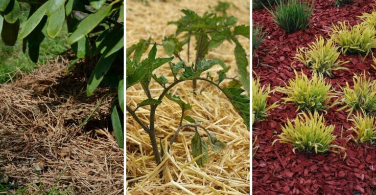 How To Choose The Right Mulch For Your New York Yard