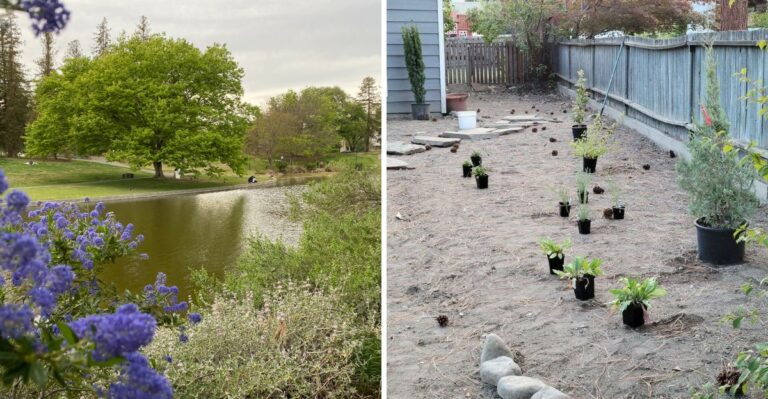 The California Native Plant Sales Gardeners Plan Their Whole Fall Around