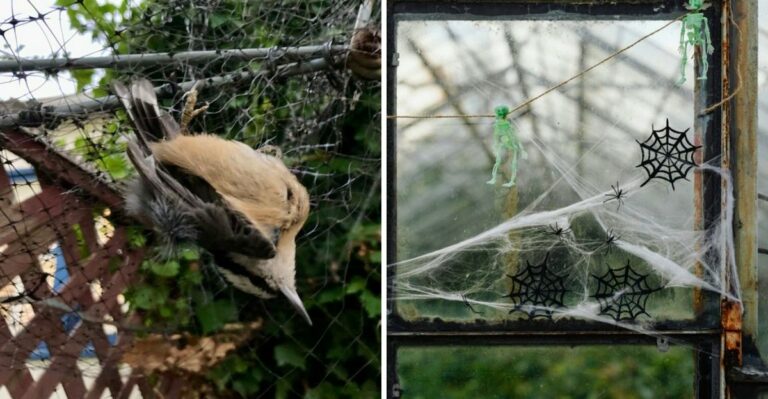 Fake Spider Webs On Georgia Shrubs Can Trap Birds And Bats This Halloween