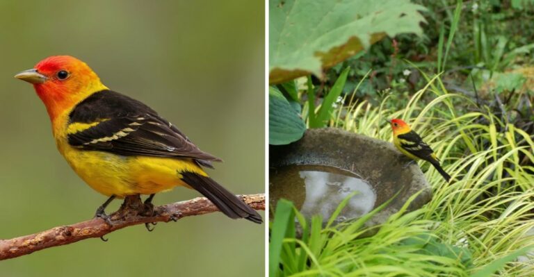 The Spectacular California Bird You May Not See Again Until Spring