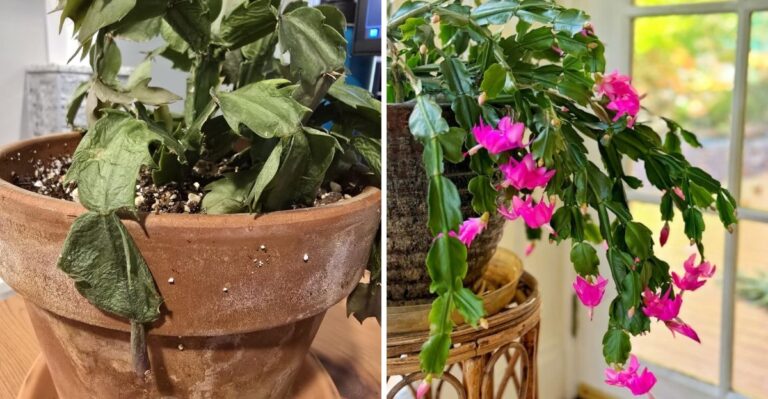 How To Bring A Struggling California Christmas Cactus Back To Life