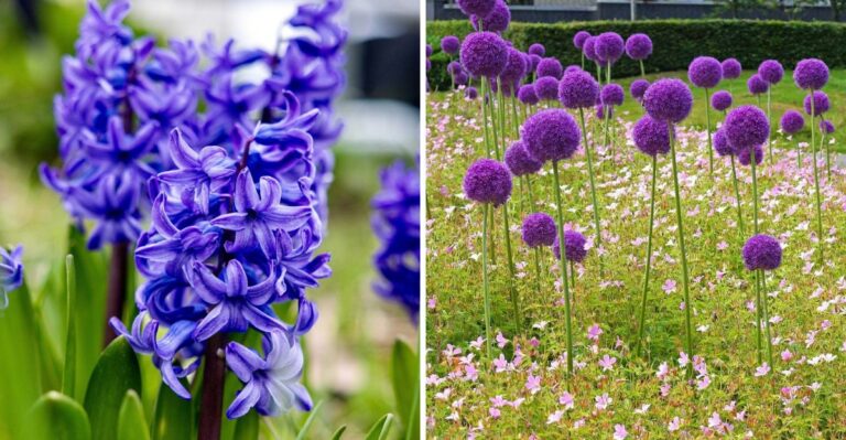 12 Spring Bulbs to Plant in New York Before the Ground Freezes