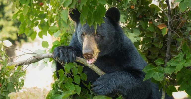 Georgia Bird Feeders Can Draw In Black Bears Looking For Food This Fall