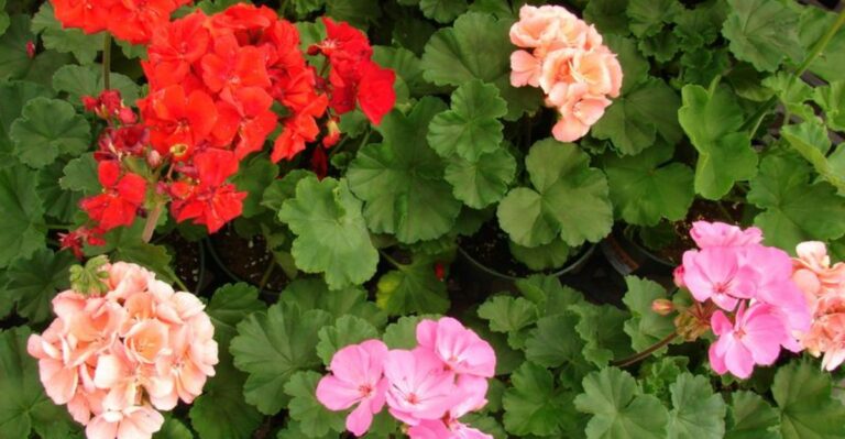 Pro Tips For Fertilizing California Geraniums For Bigger Blooms