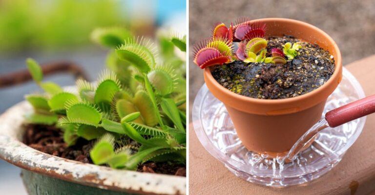8 Tips To Keep A Venus Flytrap Healthy Through Winter
