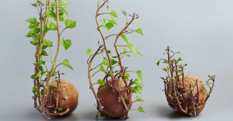 Indiana Gardeners Can Turn Sprouted Sweet Potatoes Into Next Year’s Garden