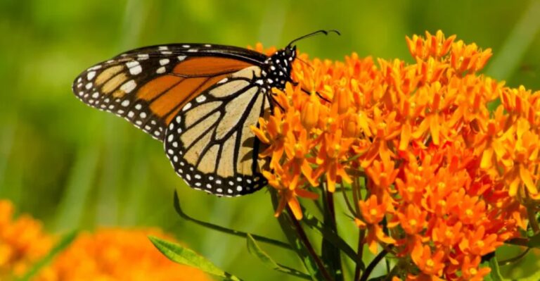 Why Monarchs Still Lay Eggs On South Florida Milkweed In Late Fall
