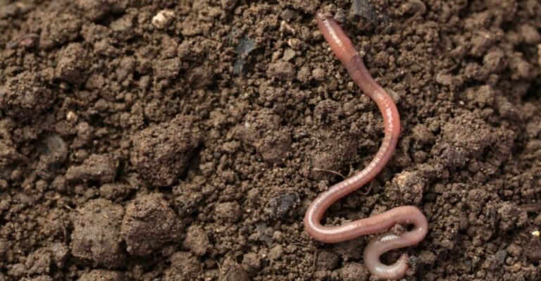 What It Really Means When Earthworms Show Up On Your North Carolina Driveway In October