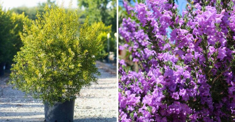 The Texas Shrubs To Plant Before Halloween
