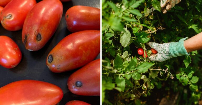 Your Paper Bag Tomatoes Have Black Dots In New Jersey And Here’s What To Do