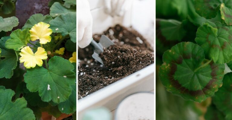 Geranium Leaves Turning Yellow? Here’s What’s Actually Wrong