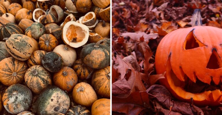 Save Your New Jersey Jack-O’-Lantern Because It Can Become Free Compost For Next Year’s Garden