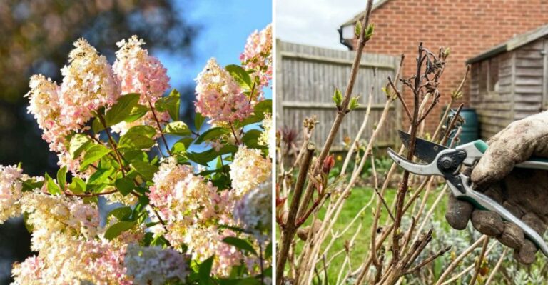 What Ohio Hydrangeas Need This Fall (And When To Leave The Pruners Alone)