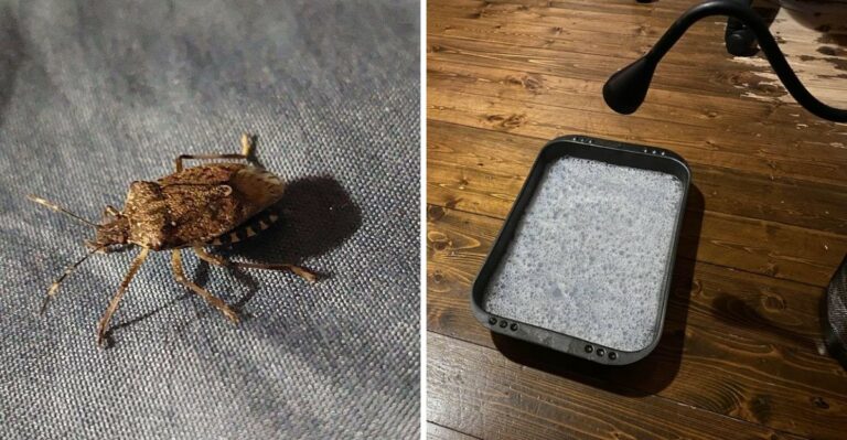 How To Make A Simple DIY Stink Bug Trap In Georgia This October