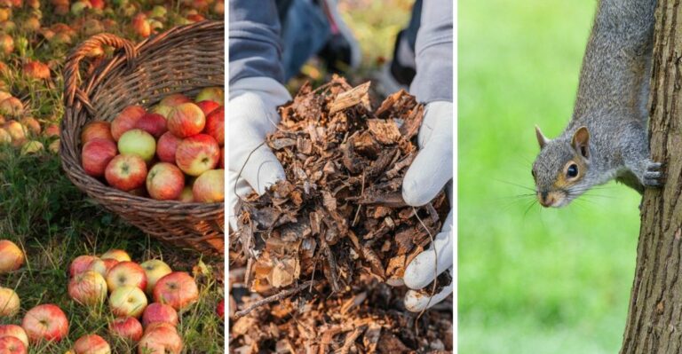 8 Care Tips For Your Apple Tree After Harvest That Build A Bigger Crop Next Year