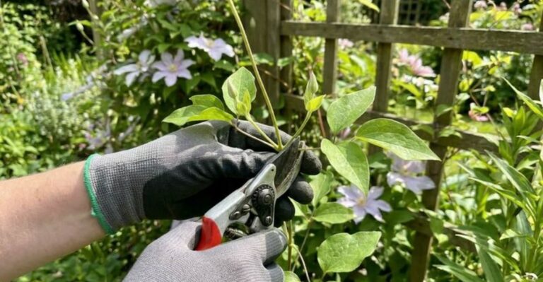 10 Tips To Prune Clematis By Type