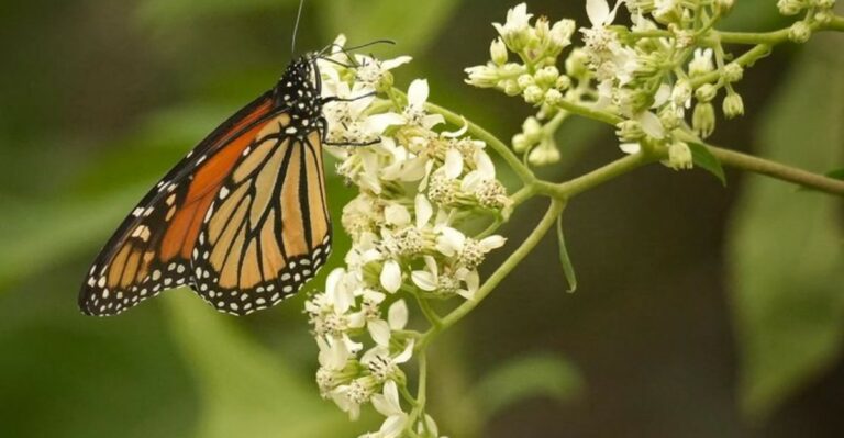 The Florida Wildflowers That Feed Monarchs Passing Through This October