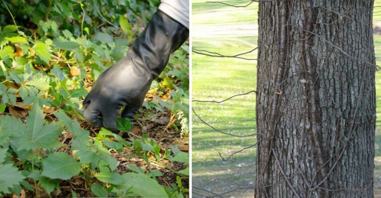 Virginia Creeper Or Poison Ivy? Fall Is One Of The Easiest Times To Tell Them Apart In Ohio