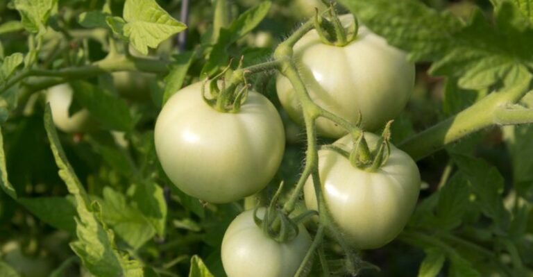 The One Thing To Do To Ohio Tomato Plants Now For More Ripe Fruit Before Frost