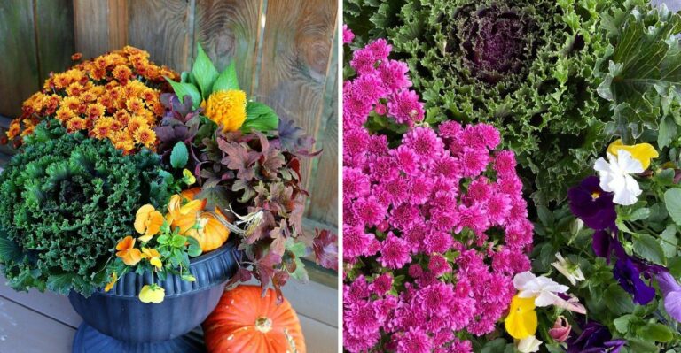 How To Design A Fall Porch Container With Mums, Pansies, And Ornamental Kale In North Carolina