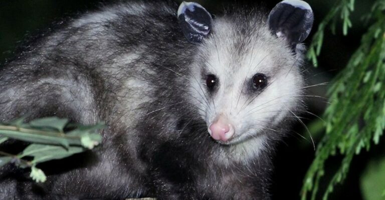 See A Possum In Your Virginia Yard? Read This Before Removing It