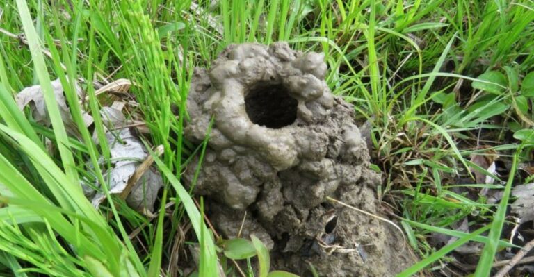 Tiny Mud Towers And Small Holes Keep Appearing In Louisiana Lawns, And The Builder Lives Underground