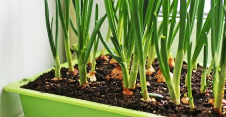 Grow Scallions In Containers Now For A Cool Season Harvest In North Carolina