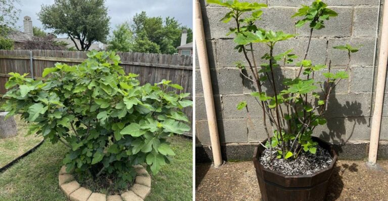 What To Do With A Fig Tree After Harvest