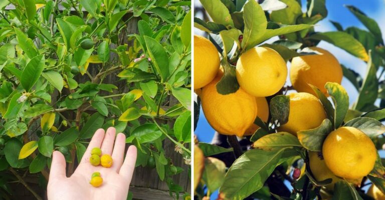 8 Signs Your California Citrus Tree Is Ready For Its Fall Feeding