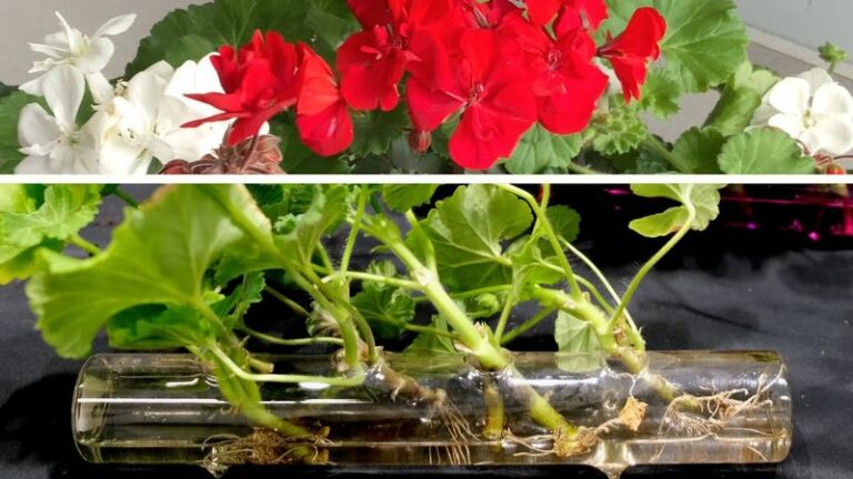 How to Propagate Geraniums in Arizona’s Low Desert: A Practical Fall Window