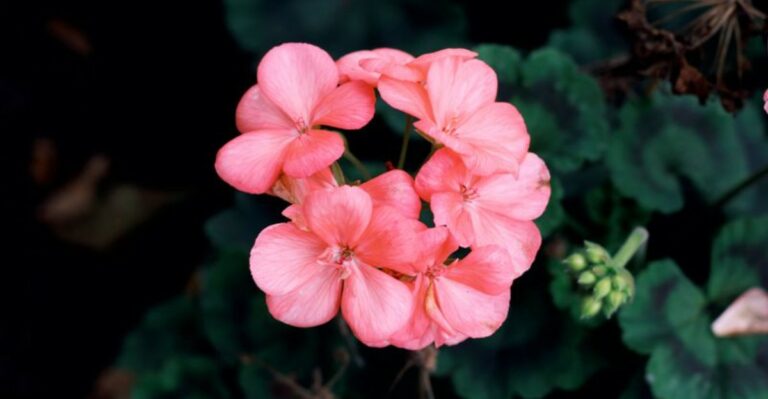 Don’t Let Frost Take Your New York Geraniums, Here’s How To Keep Them