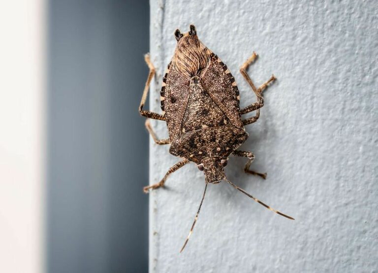 Indoor Light Pan for Stink Bugs vs. Arizona Garden Bug Management