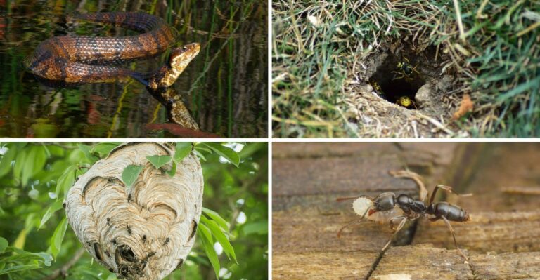 Venomous Creatures Virginia Homeowners Should Watch For Before Yard Cleanup