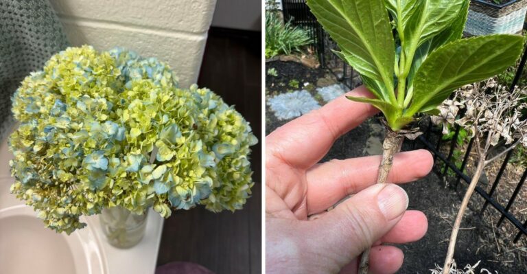 What To Do With California Hydrangea Blooms Once They Turn Papery
