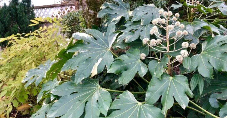 Fatsia Blooms In Late Fall And Brings Bold Leaves To Shady Georgia Yards